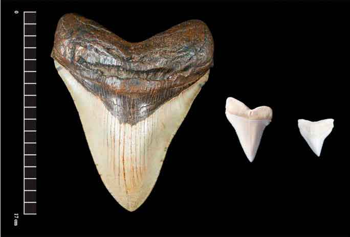 зубы акулы мегалодона
