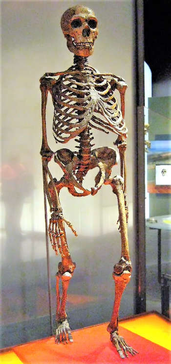 скелет неандертальца